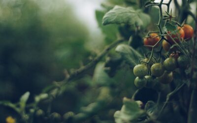 Umwelt-NGOs Aufgaben